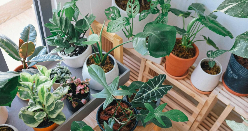Numerous potted plants in a garage garden